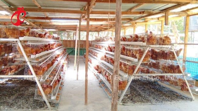 High Rearing Efficiency For Chicken Farm Poultry Farming Cage System Sandy