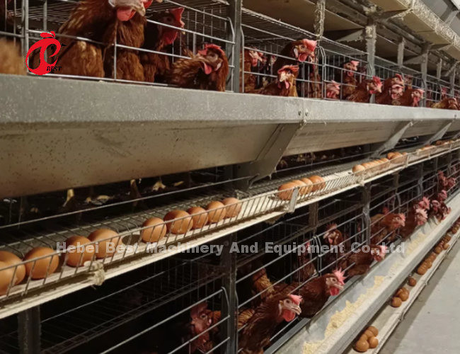 Layer Ventilation Battery Cage System And Chicken Cage With Conveyor Belt Combination Ada