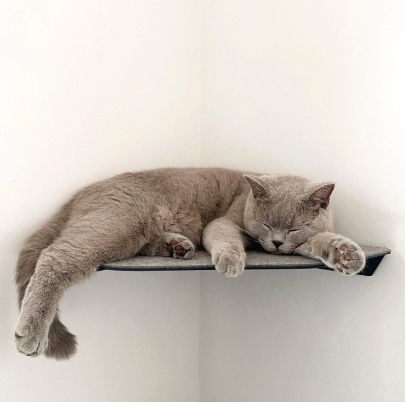 Versatile Steel Cat Wall Shelf Wall Furniture Perch Cat Hammock Bed Metal Cat Climber