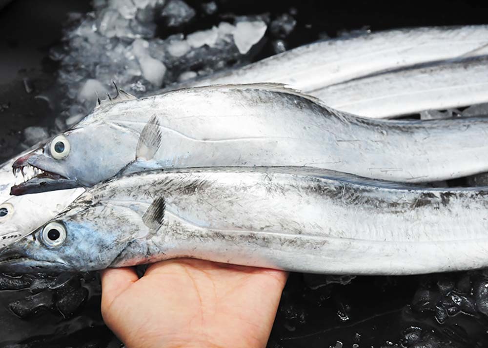 Belt Hairtail Fish Natural Seafood Iso Brc Trichiurus Lepturus