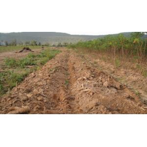 High efficiency Cassava harvester with 2 harvesting row, 1600 width