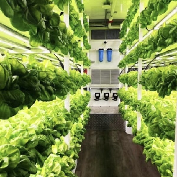 Shipping Container Greenhouse for Leafy Veggies