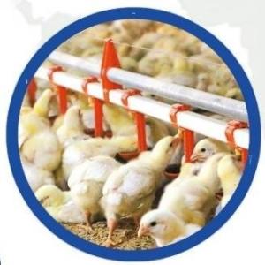 Automatic Feeding System For Broilers And Layers