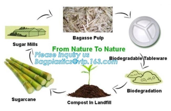 Meal Prep Containers Free Sample Bento Lunch Box Biodegradable Food Container Plastic Wheat Straw Lunch Box bagplastics