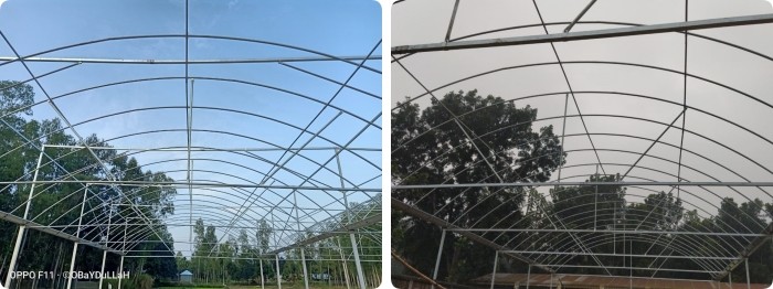 8m Wide Span Tomato Greenhouse Farming Commercial Poly Tunnel With Shading System Spray Irrigation System
