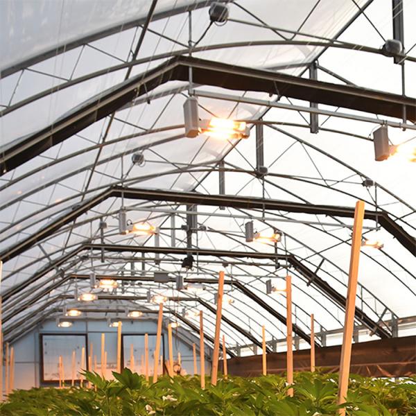 Agriculture Single-Span Blackout Pe Automatic System Greenhouse For Vegetables