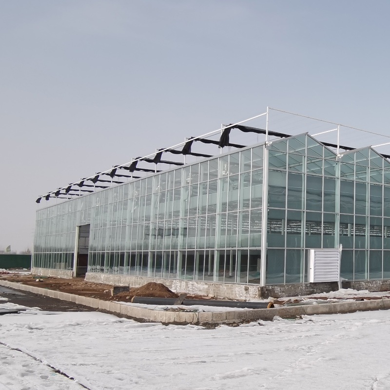 Professional Commercial Film and Glass Green House Constructed by Juxiang Greenhouse
