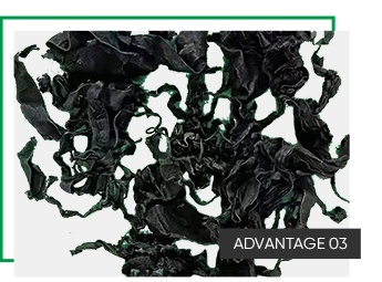 Normal Ingredients Alga Dark Green Dried Seaweed Smell Fragrant Dried Cut Seaweed Wakame