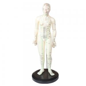 China ZhongYan TaiHe CE Certificate Female Acupuncture Model For Medical Teaching on sale