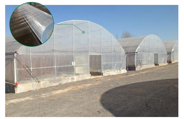 Insulation Agricultural Plastic Film Greenhouse for Single-Span at in 6m 8m 10m Width