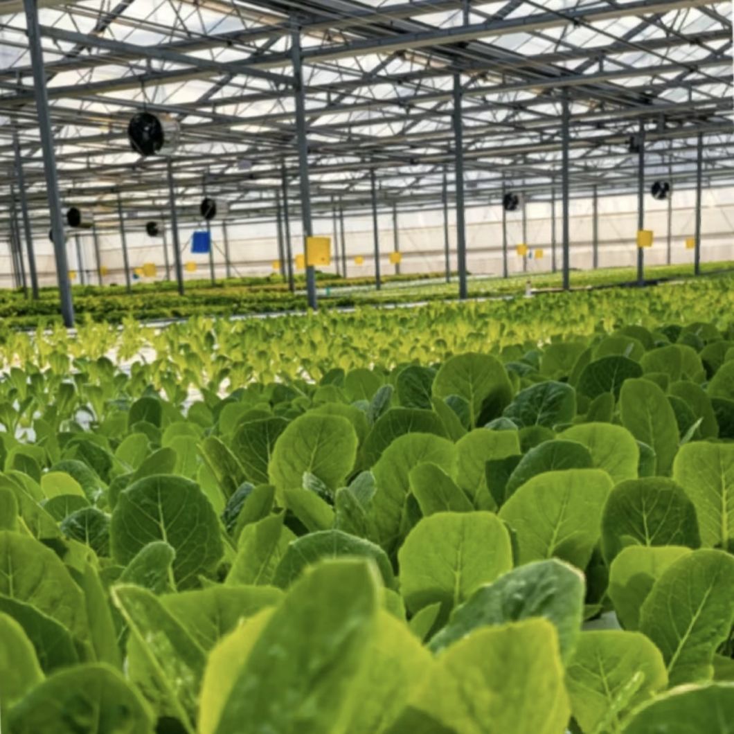 Drip Irrigation Glass Greenhouse with Vegetables