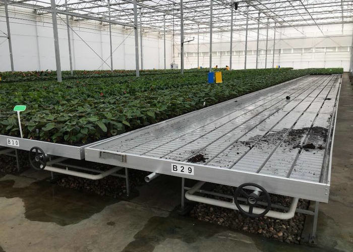 5x4 4x6 4x4 4x2 Polycarbonate Greenhouse Commercial With Tomato Growing System Large Hydroponic