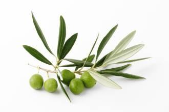 Olive Leaf Extract Oleuropein 10%-40% HPLC high quality, Hydroxytyrosol 25%,40%,