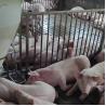 Buy cheap Sow Cages Livestock Farm Equipment Gilt Sow Gestation Stalls from wholesalers