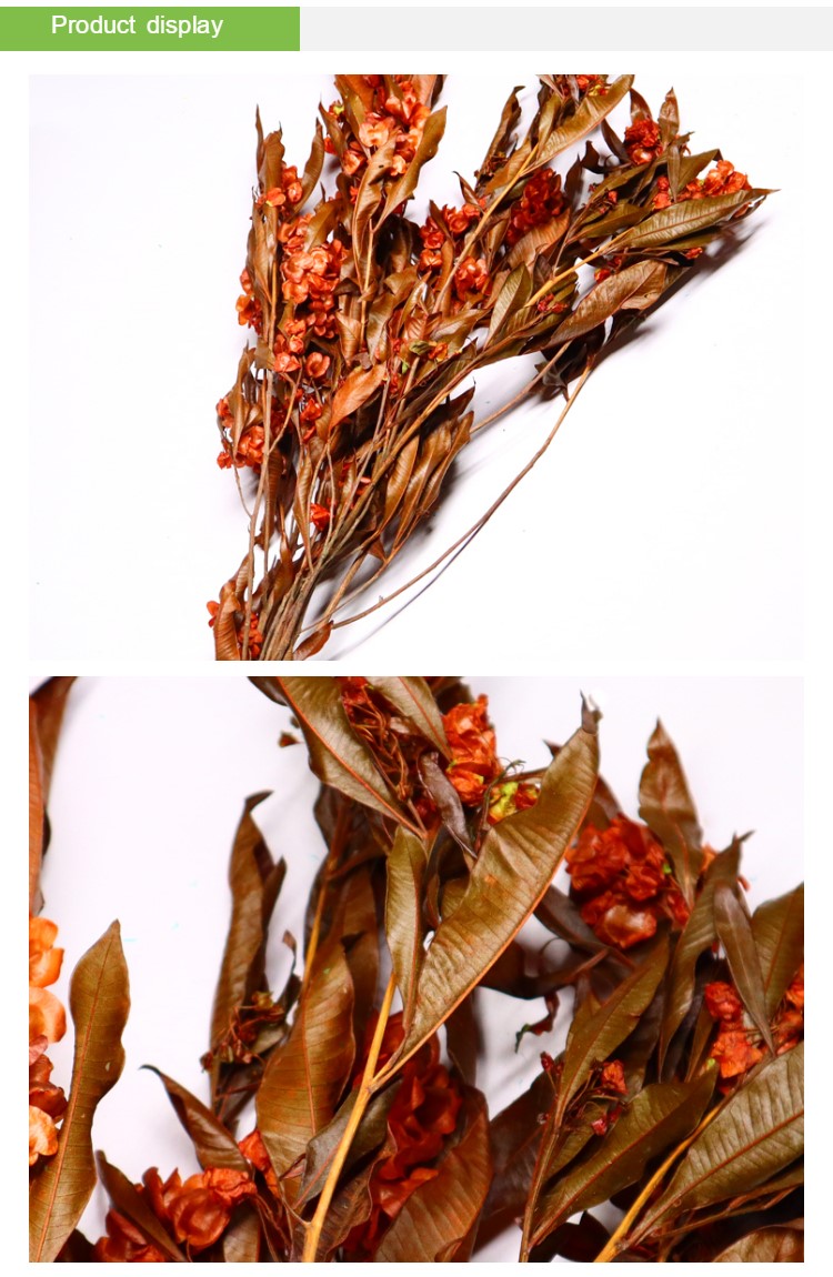 Natural Green Preserved Eucalyptus Leaves Real Touch Feel & Eco Friendly