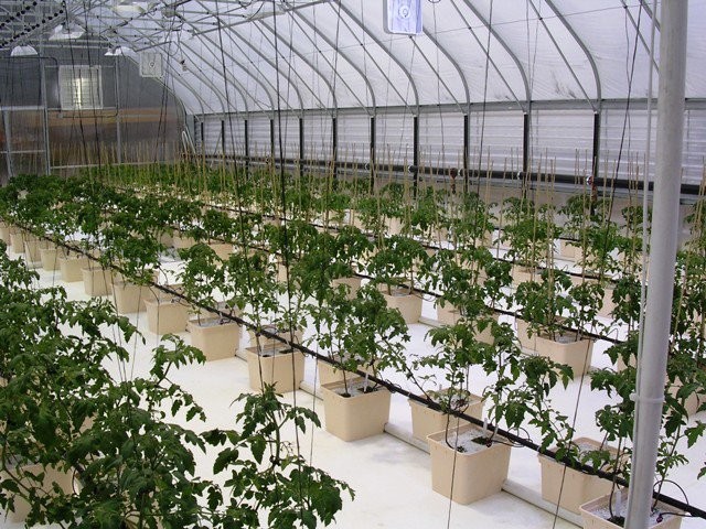 Double Layer Dutch Bucket Commercial Hydroponic Greenhouse For Tomato Planting