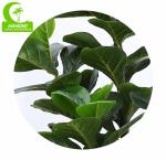 Flame Retardant Height 155cm Aesthetic Artificial Ficus Lyrata With Pot