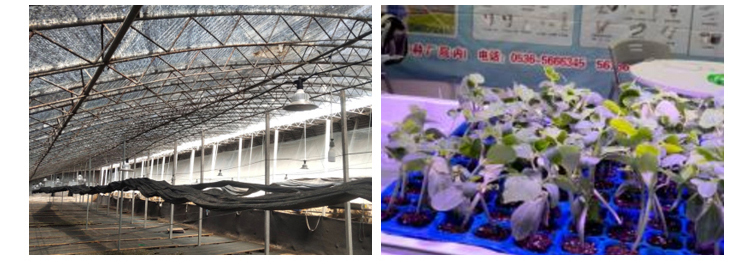 Samsung LED Type Full Spectrum Grow Light for Greenhouse 36w 45w 50w E27