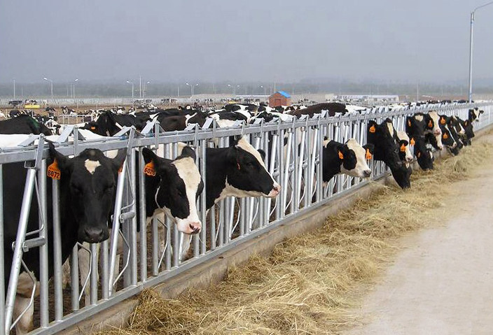 Bend Pipe Dairy Cow Headlocks Hot Dipped For Pig Farming Livestock Feeding