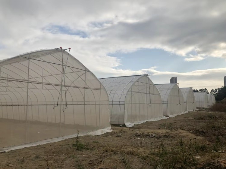 Commercial Large Agricultural Greenhouse UV Film Vegetable Hydroponic Greenhouse