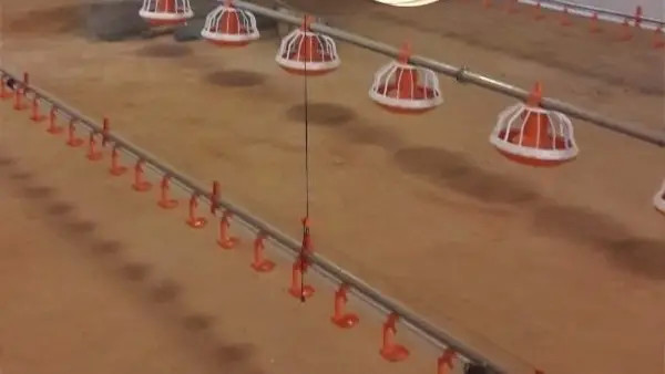  Automated Broiler Pan Feeding System Poultry Chain Feeder Manufactures
