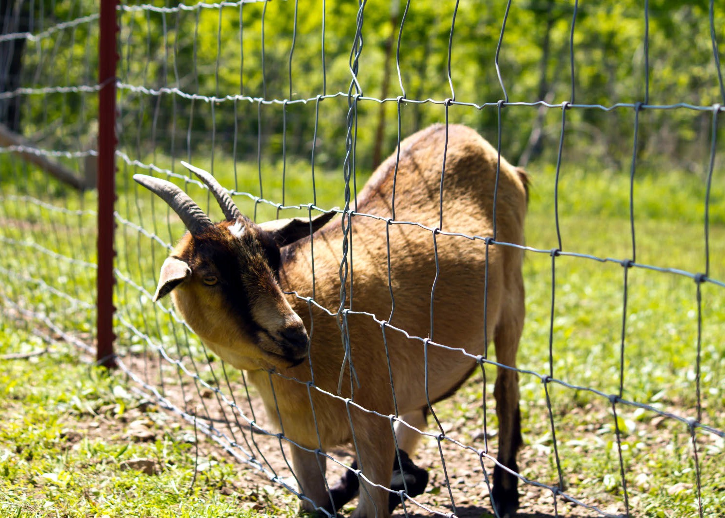 Corrosion Resistant 3ft Tall Wire Cattle Fencing For Farm