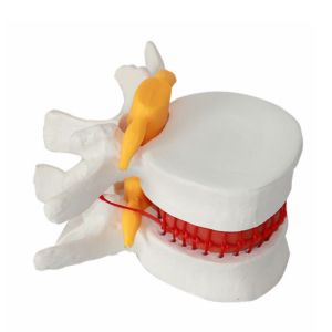 Vertebrae Column Anatomical Skeleton Model OEM For Studing
