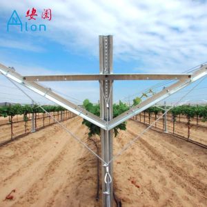 Durable Y Shaped Open Gable Trellis System For Orchard Plantation Easy To