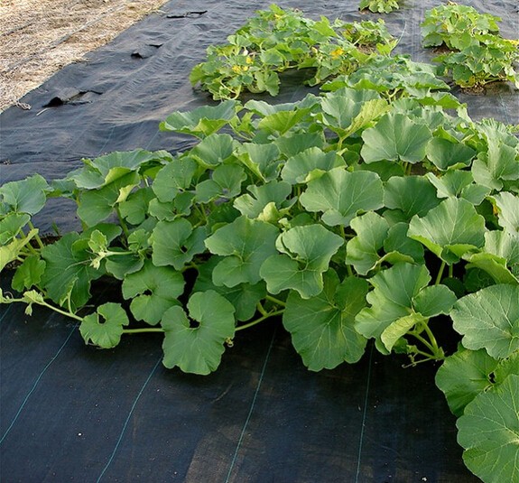 nursery Air Root Pruning Pots made of Hdpe or PVC