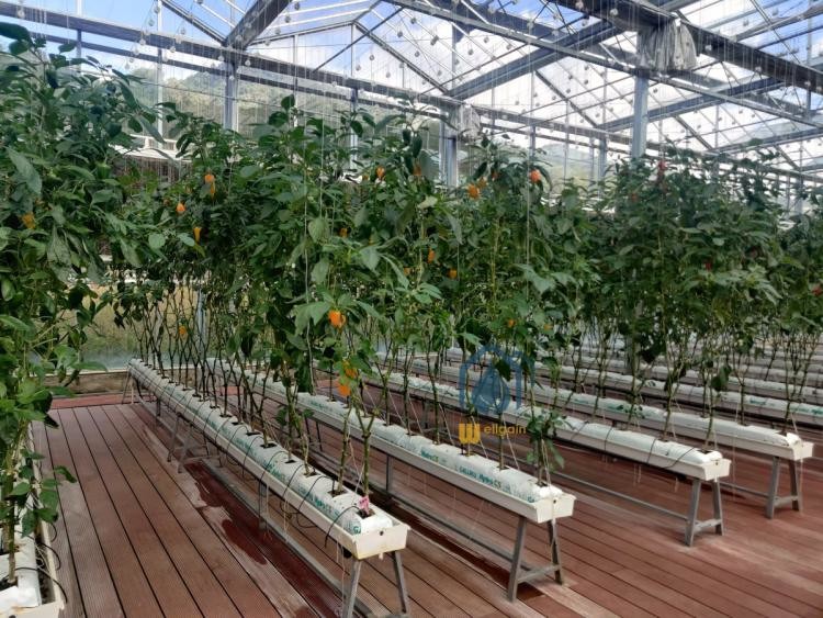 Hydroponic PVC NFT Vertical Substrate Planting Gutter Growing System For Tomato