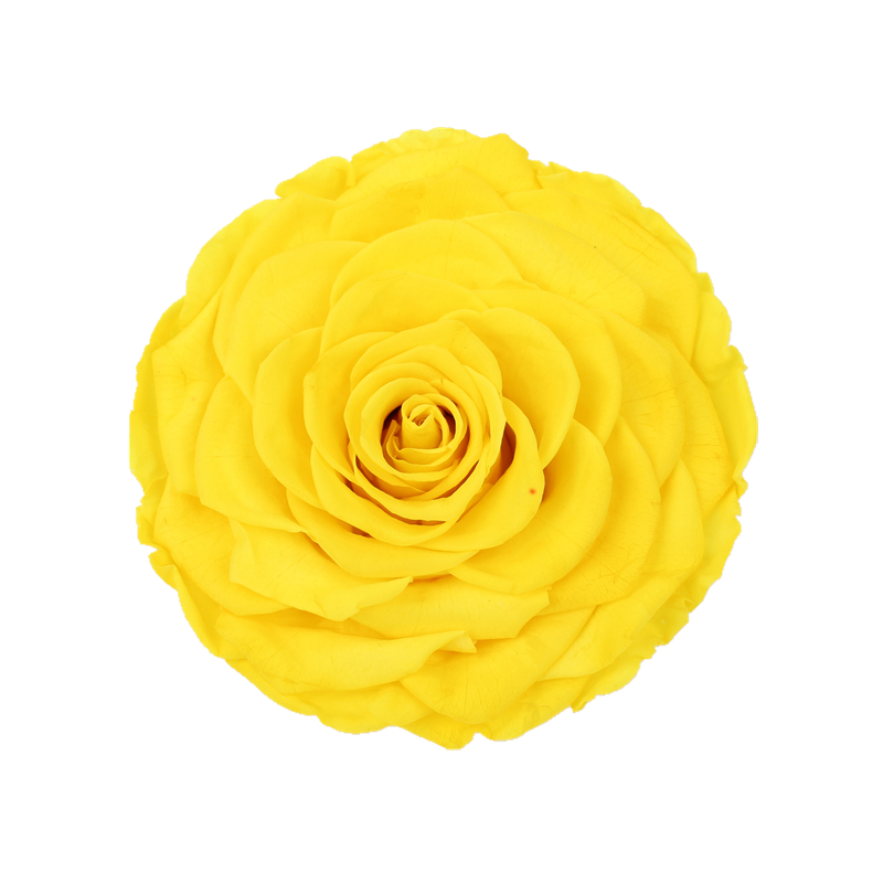 Decorative Preserved Rose Heads Maintain Natural Beauty & Colour For A Long Time