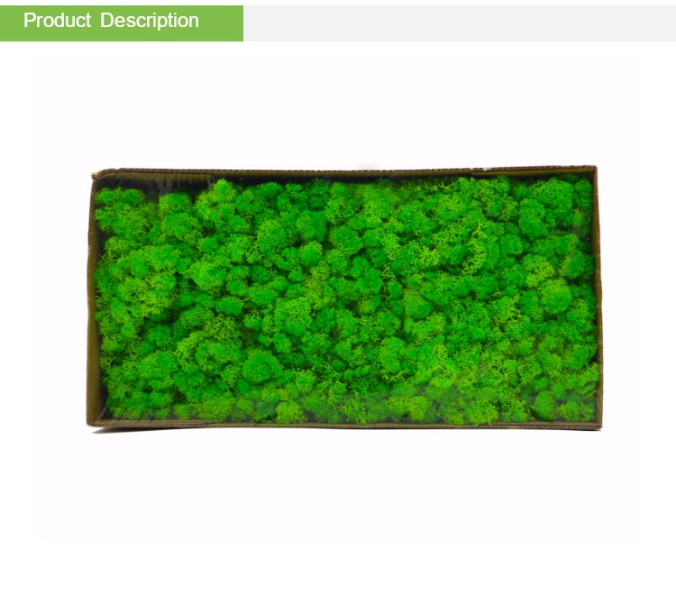 Multiple Colors Interior Decoration Preserved Green Wall With Simple Structure