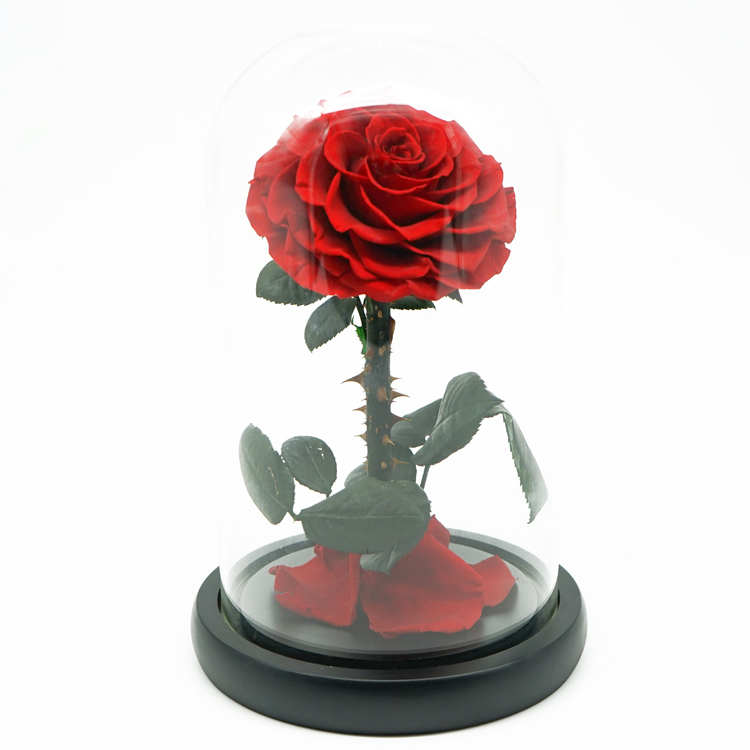 Everlasting Preserved Rose Glass Dome Bring A Unforgettable Experience