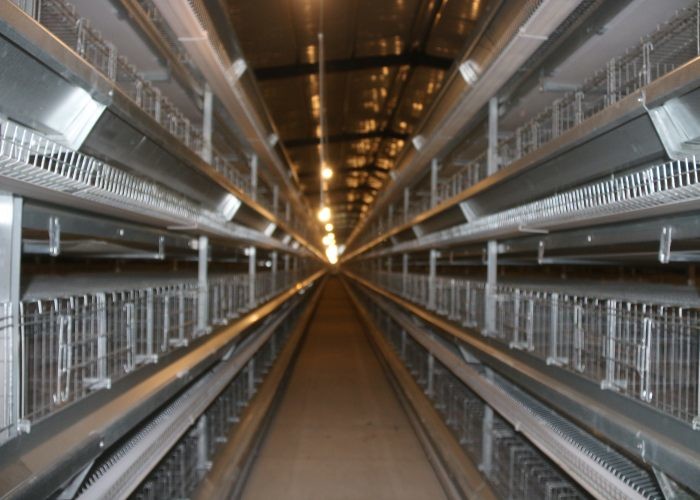120 Birds Chicken Egg Laying Equipment For Modern Farm Construction