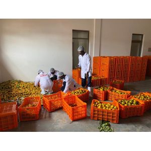 Aseptic Bag Filling SUS316L 20t/H Mango Processing Line