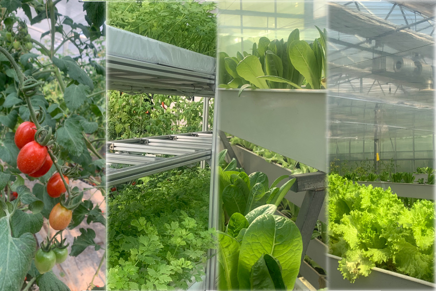 Vegetables Planting Single-Arch Design Greenhouse From USA/Canada