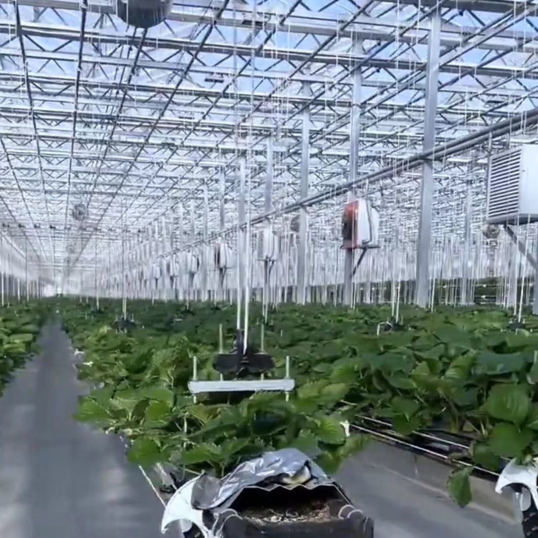 Multi-Functional Glass Greenhouse with Hydroponic System