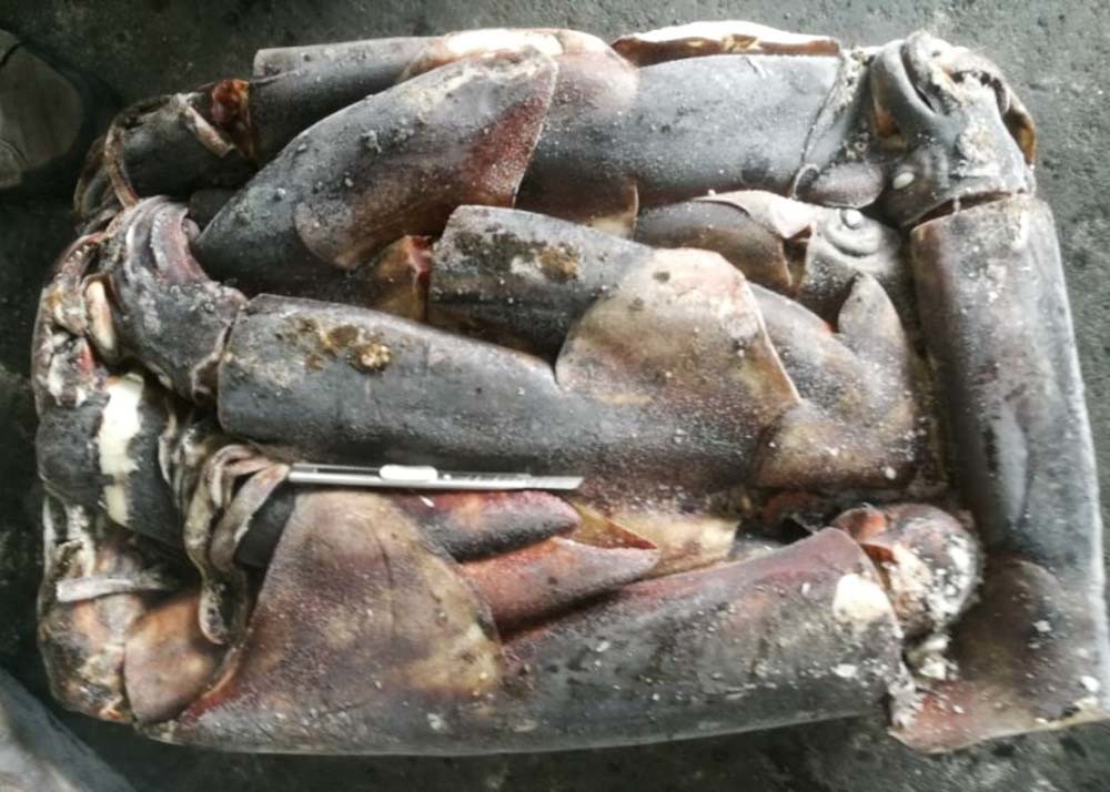 frozen giant squid 1-2kg dosidicus gigas BQF good freshness Peru giant squid frozen squid rings