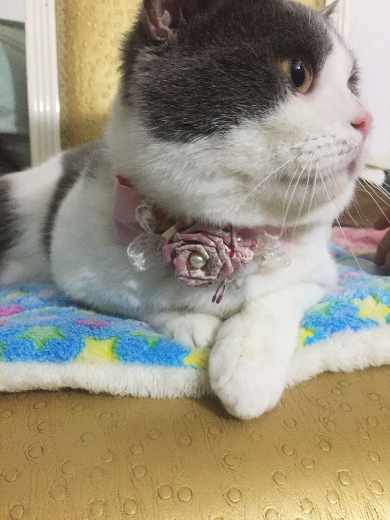Sweet Custom Pet Collars / Flower Cat Collar Personalized Customized Logo