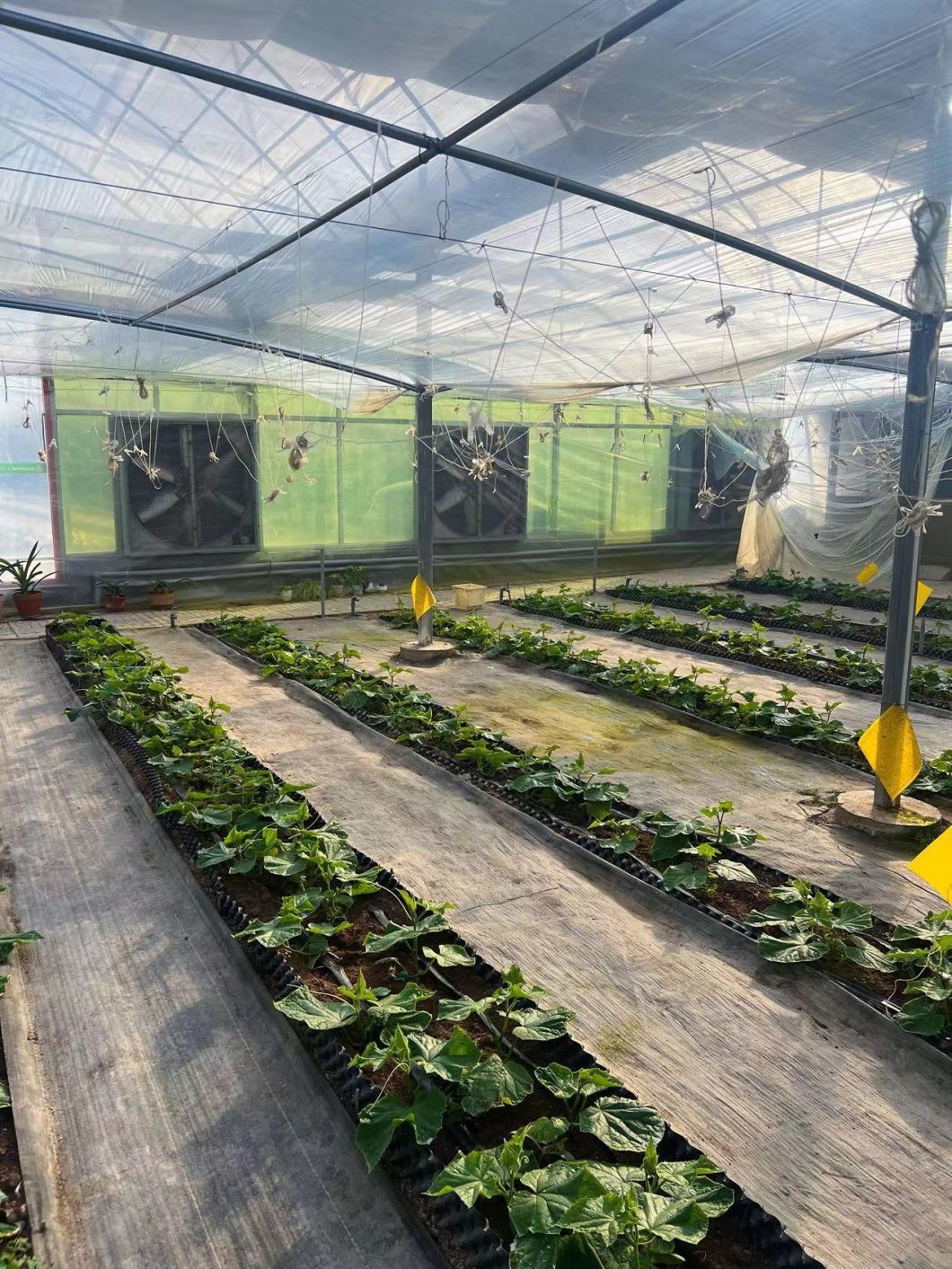 Tomato Cucumber Strawberry Growing System in Greenhouse