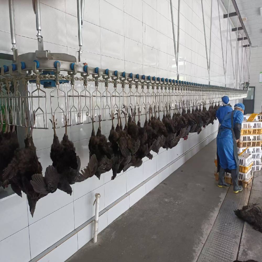 3400KG Halal Poultry Slaughterhouse Equipment Turkey Duck Broiler Chicken Processing