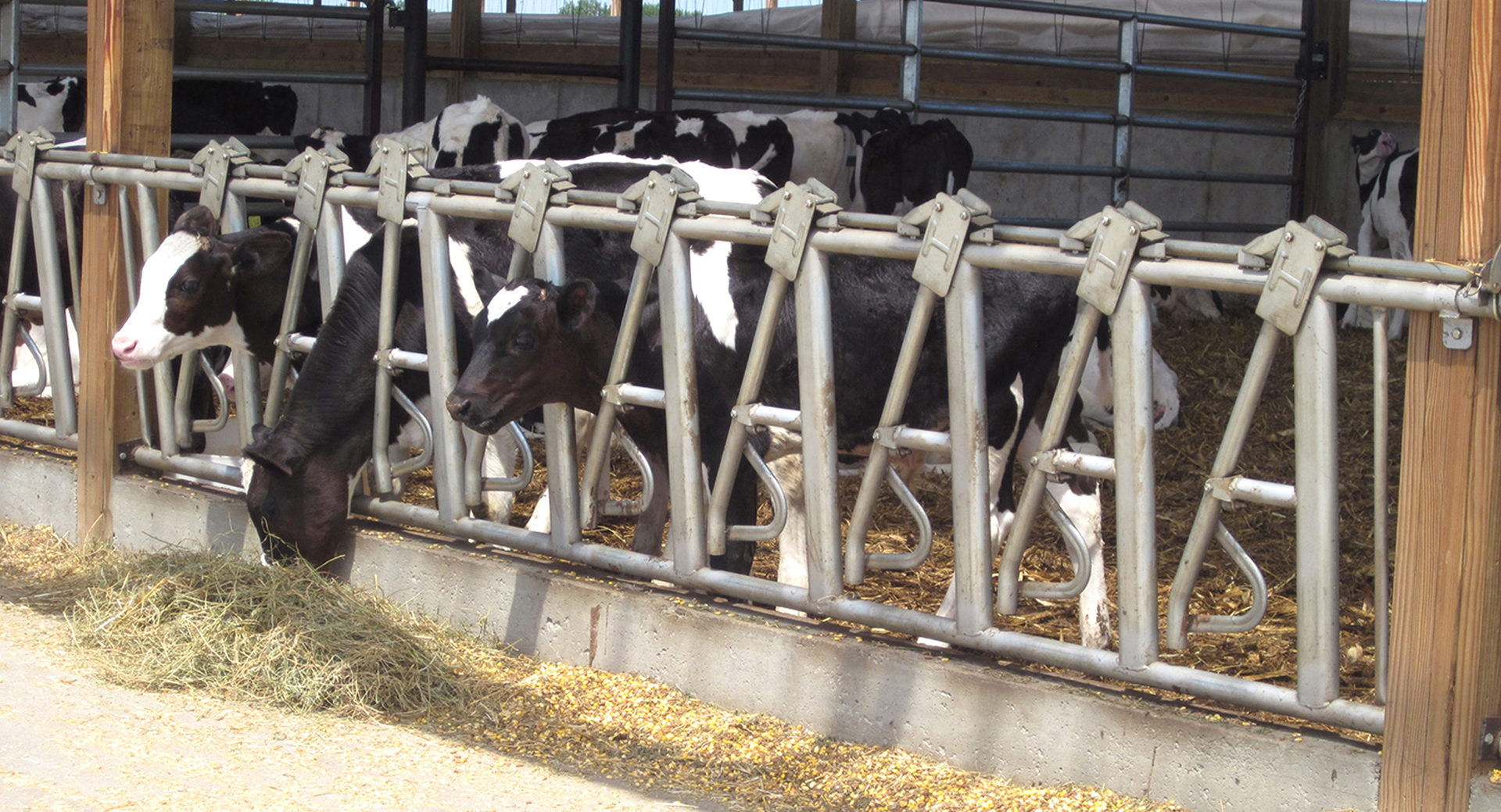 ISO9001 2008/CE/BV Certified Prefabricated Steel Beams H Beams Livestock Shed for Cow