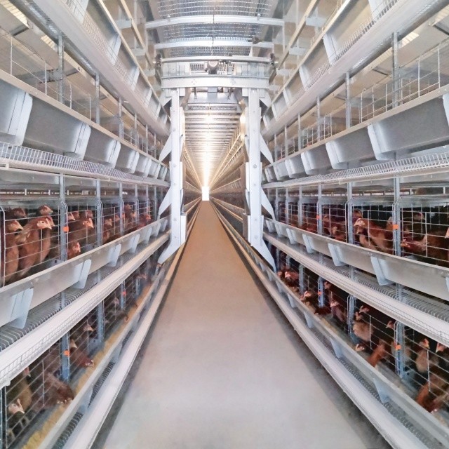 Automated Laying Hens Machines 8 Tier Chicken Layer Battery Cage Chicken Cages Hot Galvanized Egg Layer Poultry Farms