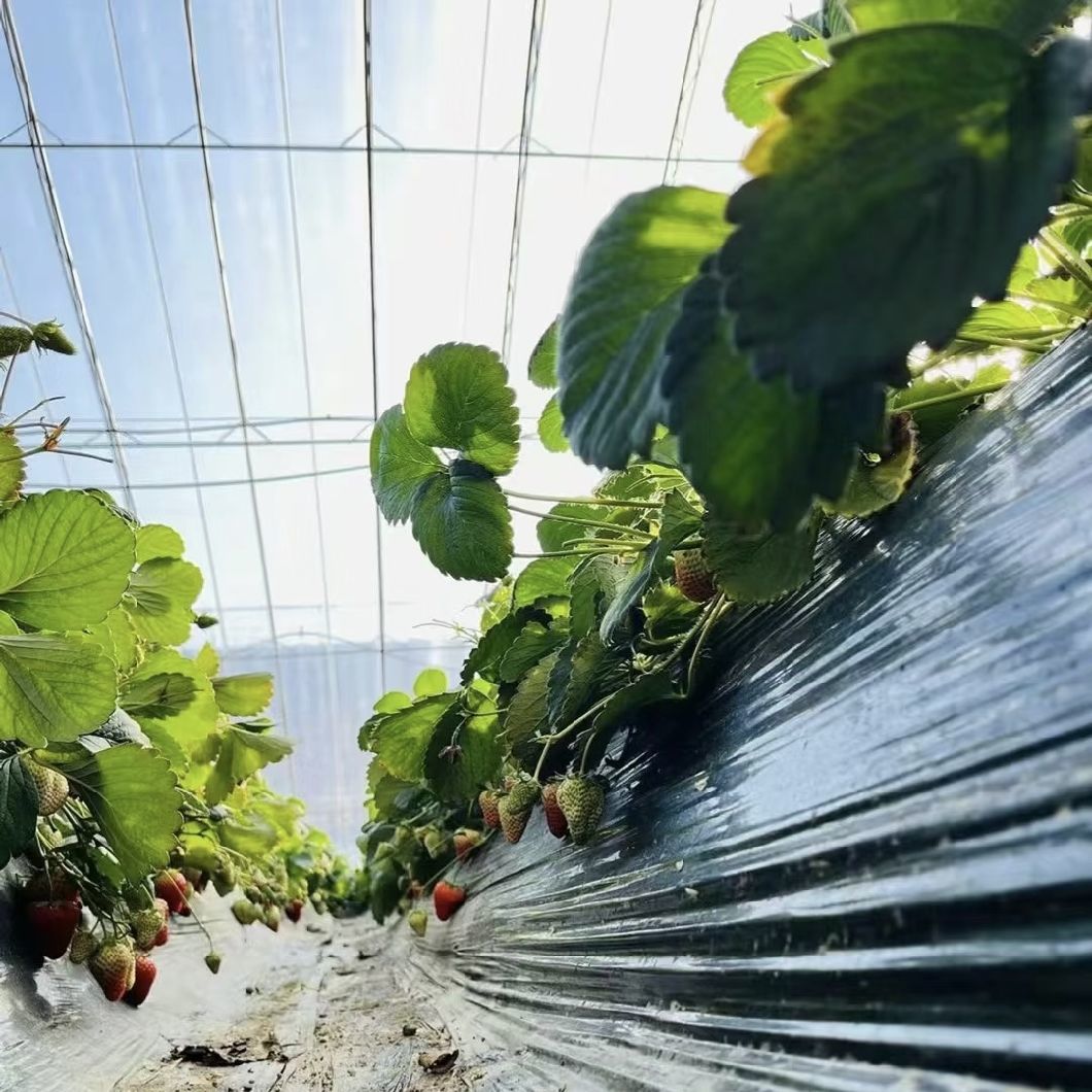 Hydroponics Growing System Sunlight Greenhouse