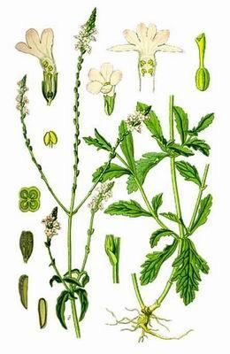 Verbena herb powder, Verbena officinalis Extract, Brown Fine Powder, Antiphlogis