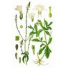 Buy cheap Verbena herb powder, Verbena officinalis Extract, Brown Fine Powder, Antiphlogis from wholesalers
