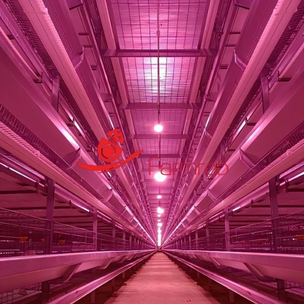 Precision Manufacturing Layer Chicken Cage System with Automatic Drinking System
