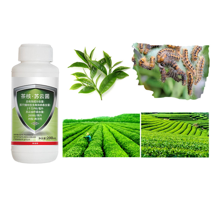 Tea Plant EoNPV Ectropis Obliqua Insecticide with bacillus thuringiensis Bt Spray Plants