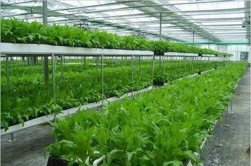Large Size Commercial Hydroponic Greenhouse With Thickness 0.12-0.2mm Film