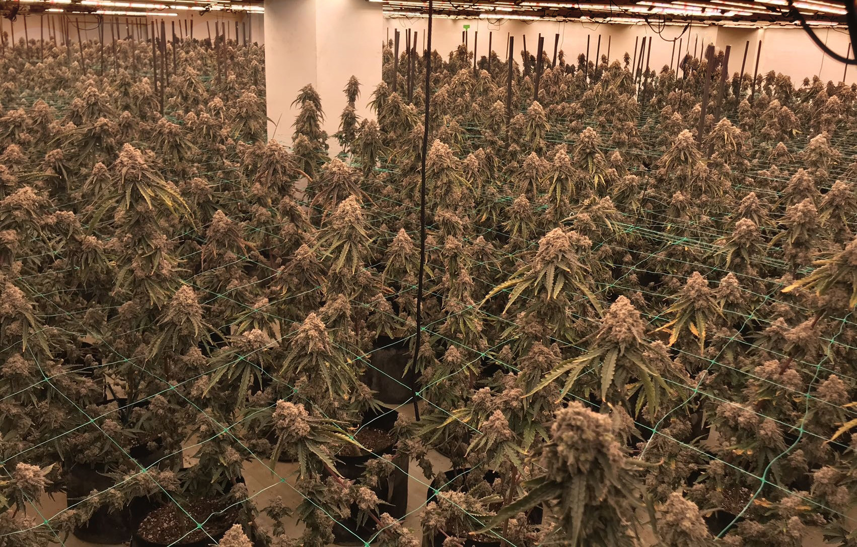 Energy Efficient Indoor Led Grow Light 1000W For Marijuana